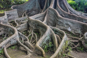 Bay Fig tree roots