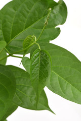 Gymnema inodorum (Lour.) Decne., Vegetable or herb native to northern Thailand's medicinal properties.