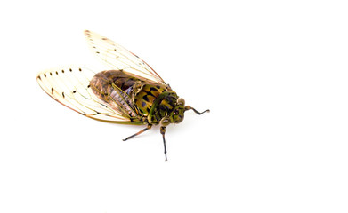 cicada insect isolated on white background