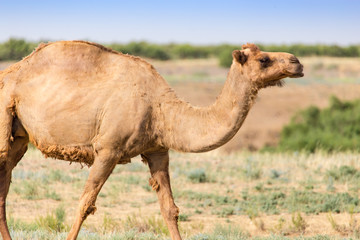 Portrait of a camel in nature
