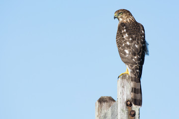 A Cooper's hawk (Accipiter cooperii) perched on a post in the Northeast, US
