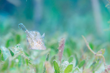 Whitespotted pygmy filefish