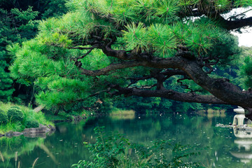 Japanese garden