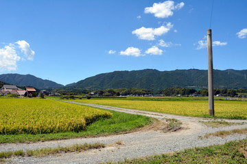 Fototapeta na wymiar This is the country side of Japan. Farm road has passed through the inside of the rice field. This utility pole is passing the electric wire.