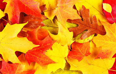 Naklejka na ściany i meble Autumn Leaves. Fall Background