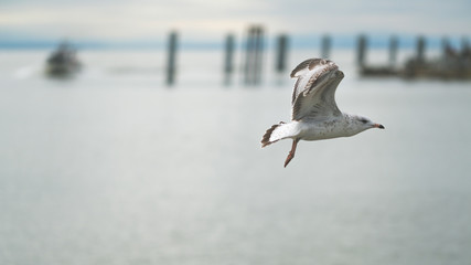 Seagull Takeoff