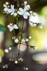 Beauty Nodding Clerodendron