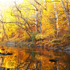 Autumn forest with river. Park in fall