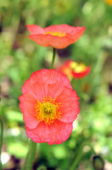 colorful poppy