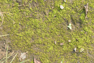 苔のテクスチャ