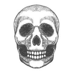 Obraz premium Hand drawing skull. Human skull sketch. Black and white illustration of skull with a lower jaw, hand drawn. Witchcraft magic, occult attribute decorative element. Death and mortality symbol. Vector.