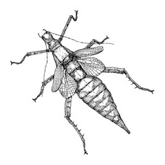 Hand drawn beetle. Black and white insect for design, icons, logo or print. Hand drawing illustration for Halloween. Vector.