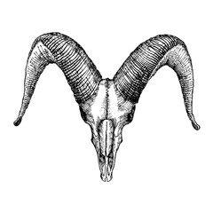 Goat skull hand drawn, isolated on white. Drawing sketch of the skull of a goat. A demon,  supernatural, malevolent. Witchcraft, occultism, mythology and folklore, religion attribute. Vector.