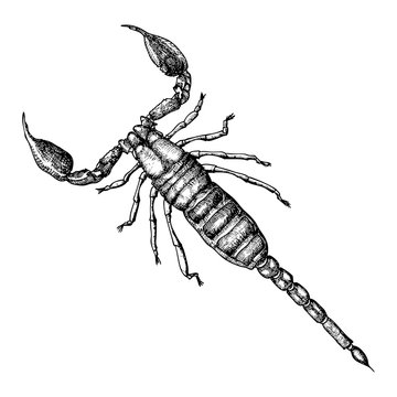 Scorpion hand drawn, isolated on white. Drawing sketch of the black scorpion. Halloween, folklore black magic attribute. Vector.
