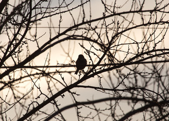 bare branches of a tree at sunrise sun