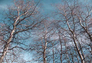 Fototapeta na wymiar White Tree Upwards/Skyward view of Alder trees