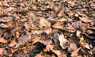 枯葉のテクスチャ