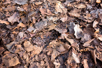 枯葉のテクスチャ