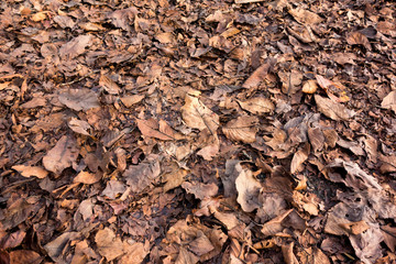 枯葉のテクスチャ