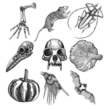 Set of witchcraft magic, occult attributes decorative elements. Monkey, bird skull skeleton hand, bug, beetle, insect, crow, rat, frog, bat, pumpkin, garlic. Set for Halloween. Vector.