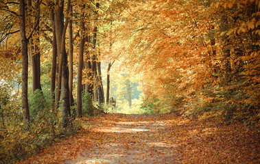 Vintage photo, Landscape, view of path in autumnal park