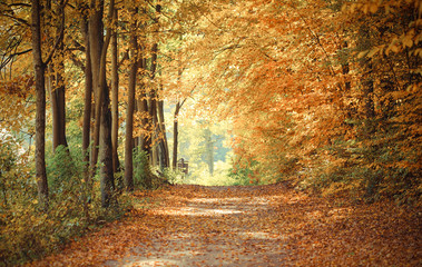 Fototapeta premium Vintage photo, Landscape, view of path in autumnal park