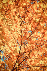 Orange leaves in autumn park on sunny day