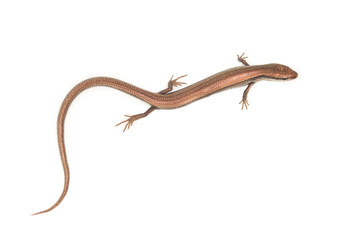 lizard on a white background