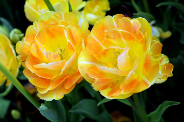 double bloom tulip