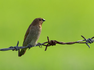 Image of a ricebird perched on the barb.
