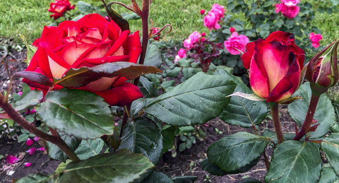 Red roses in the garden