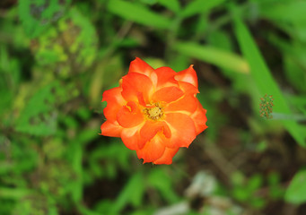 Fototapeta premium Amazing Flower