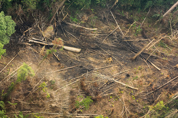 forest destruction in thailand form Aerial view