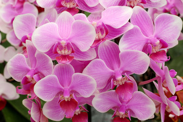 Beautiful purple orchid