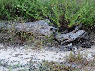 driftwood on the beach