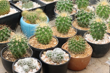 Small cactus in a pot