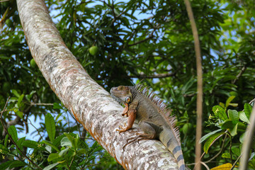 The lizard goes up in the tree