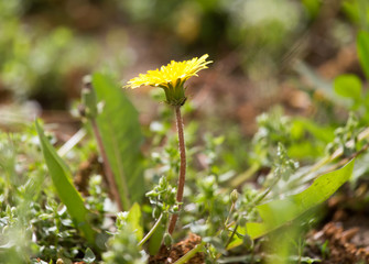 yellow dandelion flowers in nature