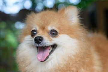 Close up of Cute Pomeranian dog