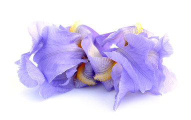 Fototapeta na wymiar Dwarf iris flowers
