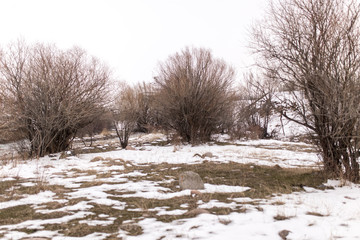 bare tree in winter on nature