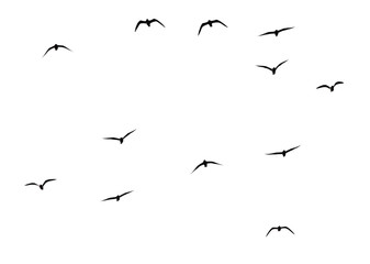 silhouette of a flock of birds on a white background