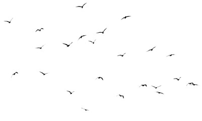 silhouette of a flock of birds on a white background