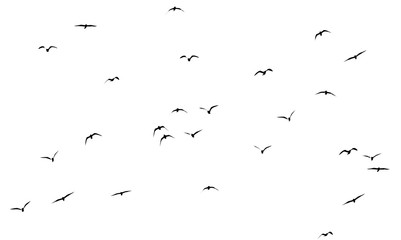 silhouette of a flock of birds on a white background