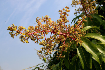 Mango tree blossoms