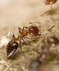 ant on the ground. macro