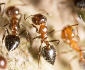 ant on the ground. macro