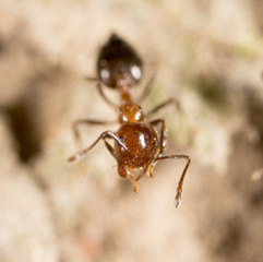 ant on the ground. macro