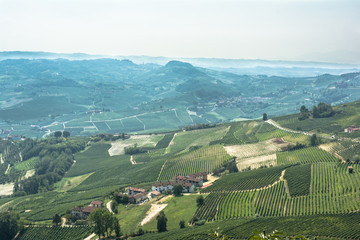 Fototapeta premium Fields and vineyards of La Morra, Italy 