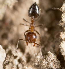 ant on the ground. macro